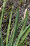 Henry's spiderlilly